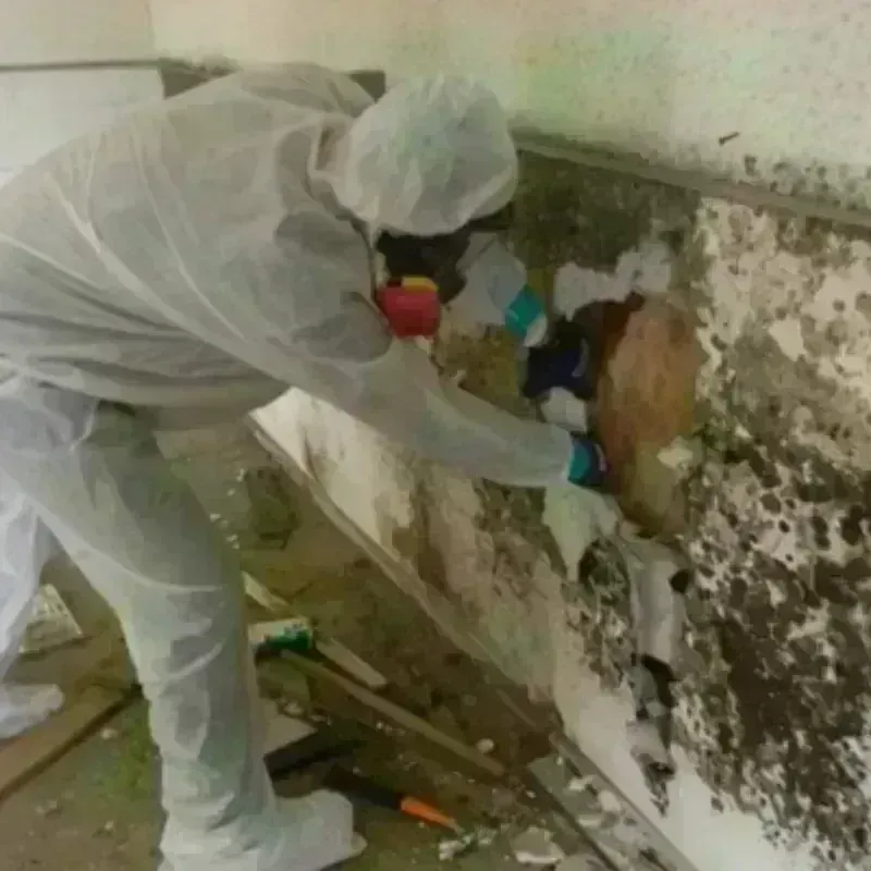 Mold Remediation and Removal in Medfield, MA